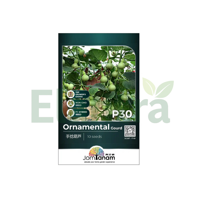 P30 ORNAMENTAL GOURD